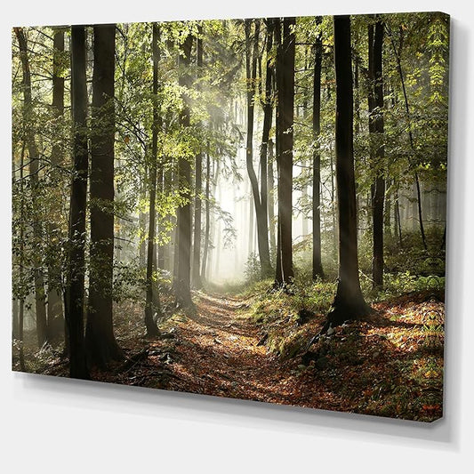 Designart Oversized Canvas Wall Art Décor - Green Fall Forest with Sun Rays - Forest Nature Wall Art Decor Sunshine Through Forest and Road Canvas Pictures - 20" x 12"